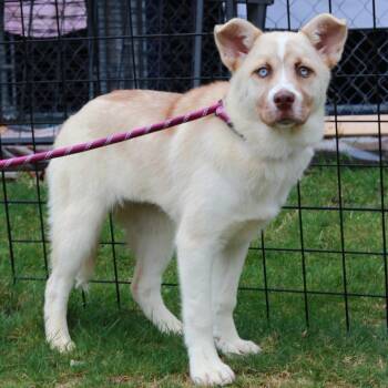 Husky Dogs Available for Adoption in Stormville, New York - CT Selene | PetCurious