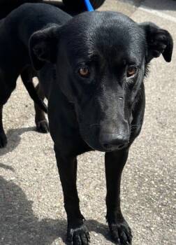 Rescue Labrador Retriever and Pit Bull Terrier Dogs for Adoption in Chula Vista, California - LUCY | PetCurious