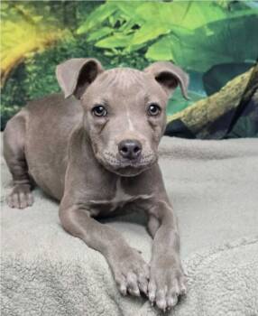 Rescue Pit Bull Terrier Dogs for Adoption in Sedalia, Colorado - Lily Of The Valley | PetCurious