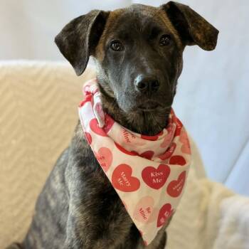 Dutch Shepherd and German Shepherd Dog Dogs Available for Adoption - Ladybug The Shepherd Puppy | PetCurious