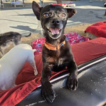 Jimothy -  Chihuahua Dog for Adoption in Phoenix, Arizona - Jimothy | PetCurious