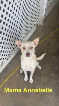 Annabelle -  Australian Shepherd and Portuguese Podengo Dog for Adoption in Manchester Township, New Jersey - Annabelle | PetCurious
