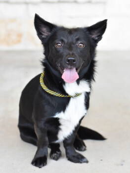 Rescue Corgi Dogs for Adoption in Montgomery, Texas - Andy | PetCurious
