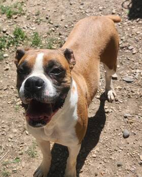 Boxer Dogs Available for Adoption in Little Rock, Arkansas - Grace | PetCurious