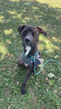 Rescue Mixed Breed Dogs for Adoption in Philadelphia, Pennsylvania - Maverick | PetCurious