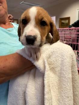 Glinda - Halloween Litter -  Anatolian Shepherd and Hound Dog for Adoption in Holly Springs, North Carolina - Glinda - Halloween Litter | PetCurious