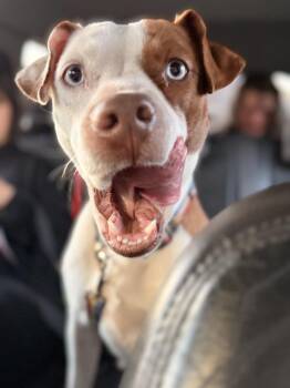 Ruby Ann -  Pit Bull Terrier and Boxer Dog for Adoption in Gig Harbor, Washington - Ruby Ann | PetCurious