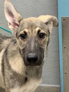 KAI -  German Shepherd Dog Dog for Adoption in Las Vegas, Nevada - KAI | PetCurious