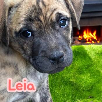 Rescue Mixed Breed Dogs for Adoption in Lexington, Kentucky - Leia | PetCurious