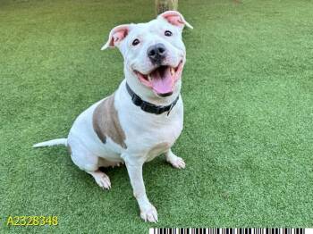 Mixed Breed Dogs Available for Adoption - MIGNONETTE | PetCurious