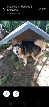 Rescue Siberian Husky Dogs for Adoption in Maryville, Tennessee - Nymeria | PetCurious