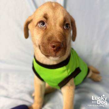 Summer -  Labrador Retriever Dog for Adoption in Washington, District Of Columbia - Summer | PetCurious
