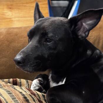 Rescue Chihuahua and Dachshund Dogs for Adoption - Milk & Cookie | PetCurious