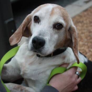 Hound and Mixed Breed Dogs Available for Adoption - Nosey Nelson | PetCurious