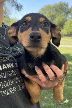 Terrier Dogs Available for Adoption in Elmsford, New York - Carina Available 6/4 | PetCurious