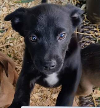 Black Labrador Retriever Dogs Available for Adoption in Fort Payne, Alabama - Bobby | PetCurious