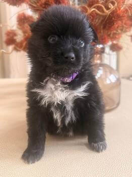 Sydney -  Australian Shepherd Dog for Adoption in Mt. Juliet, Tennessee - Sydney | PetCurious