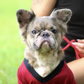 Ferris Wheel -  French Bulldog Dog for Adoption in Columbia, South Carolina - Ferris Wheel | PetCurious