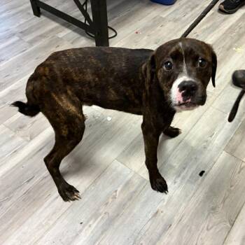 Mixed Breed Dogs Available for Adoption - Rosco | PetCurious