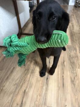 Stanley -  Retriever Dog for Adoption in Boston, Massachusetts - Stanley | PetCurious