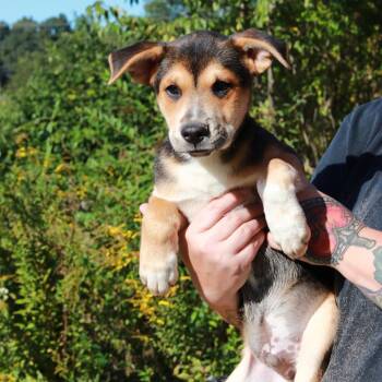 CT Billy -  German Shepherd Dog and Mixed Breed Dog for Adoption in Stormville, New York - CT Billy | PetCurious