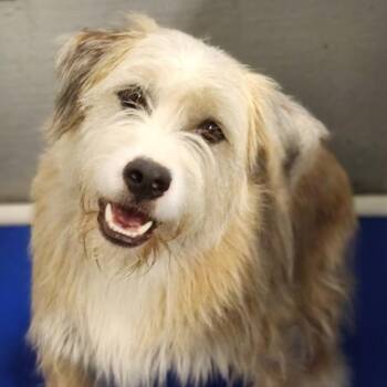 Rolly -  Terrier Dog for Adoption - Rolly | PetCurious