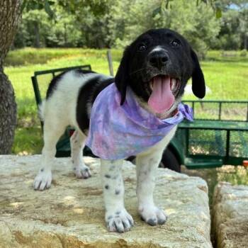 Gracie Good Girl -  Black Labrador Retriever and German Shorthaired Pointer Dog for Adoption in Friendswood, Texas - Gracie Good Girl | PetCurious