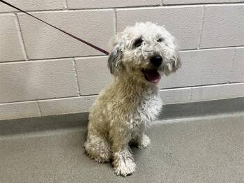 WILLOW -  Poodle and Wheaten Terrier Dog for Adoption in Colorado Springs, Colorado - WILLOW | PetCurious