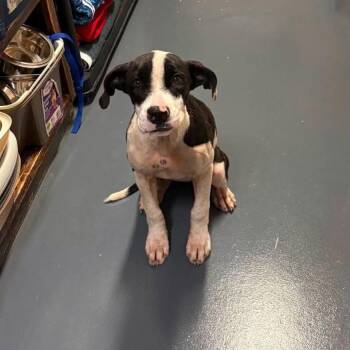 Remedy -  Mixed Breed Dog for Adoption in Myrtle Beach, South Carolina - Remedy | PetCurious