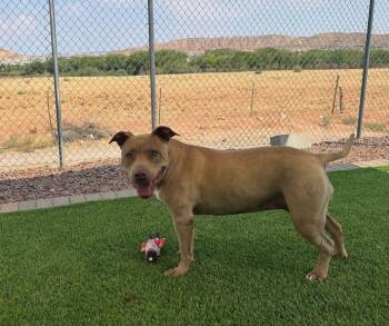 Gracie -  Pit Bull Terrier Dog for Adoption in Washington, Utah - Gracie | PetCurious