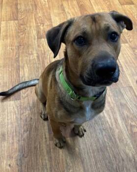 Tubbs -  Mixed Breed Dog for Adoption in Ocala, Florida - Tubbs | PetCurious