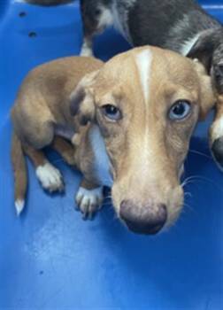 RUFFLES -  Dachshund Dog for Adoption in Dallas, Texas - RUFFLES | PetCurious