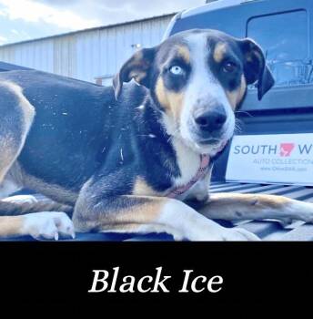 Rescue Hound and Husky Dogs for Adoption in Manchester, Connecticut - Black Ice | PetCurious