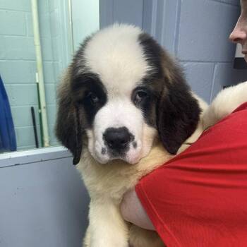 Saint Bernard Dogs Available for Adoption - Mozart *Adoption Pending* | PetCurious