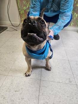 French Bulldog and Mixed Breed Dogs Available for Adoption in San Antonio, Texas - Dugg | PetCurious