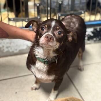 Rescue Chihuahua and Miniature Pinscher Dogs for Adoption in Savannah, Georgia - Selkie | PetCurious