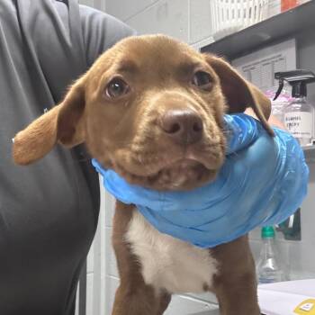 Freddie -  Mixed Breed Dog Available for Adoption in Summerville, South Carolina - Freddie | PetCurious
