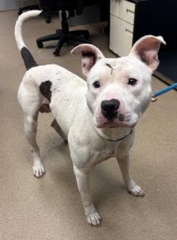 Brogan -  Mixed Breed Dog for Adoption in Chamblee, Georgia - Brogan | PetCurious
