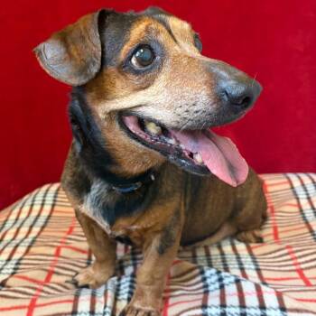 Bandit -  Dachshund Dog for Adoption in Pekin, Illinois - Bandit | PetCurious