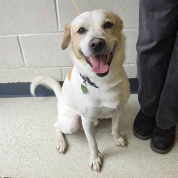 HAMILTON -  Husky and Labrador Retriever Dog for Adoption in Anchorage, Alaska - HAMILTON | PetCurious