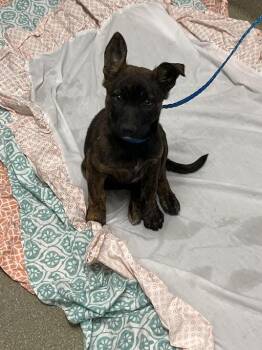 Belgian Shepherd Malinois and German Shepherd Dog Dogs Available for Adoption in Las Vegas, Nevada - BUGSY | PetCurious