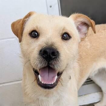 MAGIC -  Parson Russell Terrier and Mixed Breed Dog for Adoption in Houston, Texas - MAGIC | PetCurious