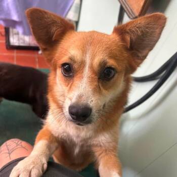 Foster Star -  Corgi Dog for Adoption in Oswego, Illinois - Foster Star | PetCurious