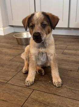 Gracie -  Australian Cattle Dog Blue Heeler and Shepherd Dog for Adoption in Indian Springs Village, Alabama - Gracie | PetCurious