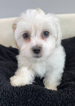 Shih Poo Dogs Available for Adoption - Peep | PetCurious