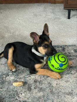 Cornell -  German Shepherd Dog Dog for Adoption in Plymouth, Michigan - Cornell | PetCurious