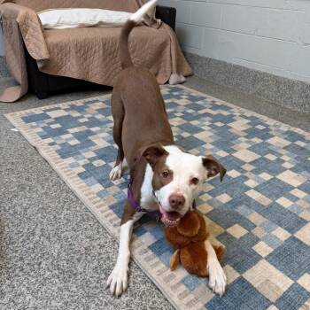 Mixed Breed Dogs Available for Adoption - Chapo FKA Andy | PetCurious