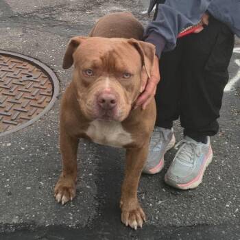 Chucky -  Mixed Breed Dog for Adoption in Philadelphia, Pennsylvania - Chucky | PetCurious