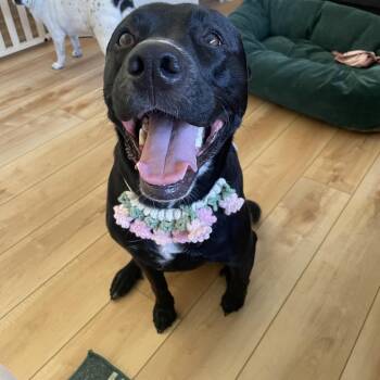 Maggie -  Black Labrador Retriever Dog for Adoption in San Diego, California - Maggie | PetCurious