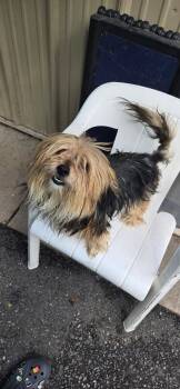Wally -  Yorkshire Terrier Dog Available for Adoption in Pottsville, Pennsylvania - Wally | PetCurious